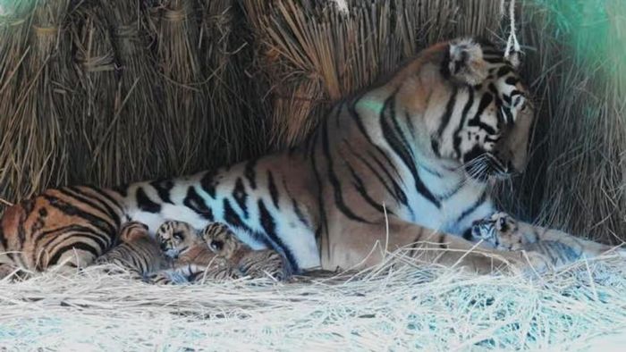 ত্রিপুরায় গর্জন বাংলার বাঘের, শিলিগুড়ির 'তেজল'-এর ঘরে ৩ রয়্যাল সন্তান