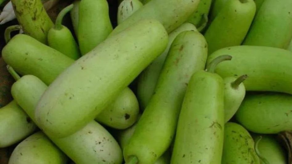 বর্ষায় ত্বক হবে মাখনের মতো, সস্তার এই সবজির গুণ জানেন? বর্ষায় ত্বক হবে মাখনের মতো, সস্তার এই সবজির গুণ জানেন?