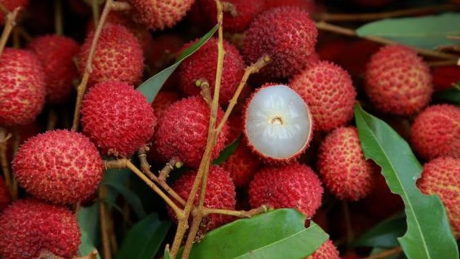 গরমে লিচু খাওয়ার ৬ বিরাট উপকারিতা, জানলে অবাক লাগবে গরমে লিচু খাওয়ার ৬ বিরাট উপকারিতা, জানলে অবাক লাগবে