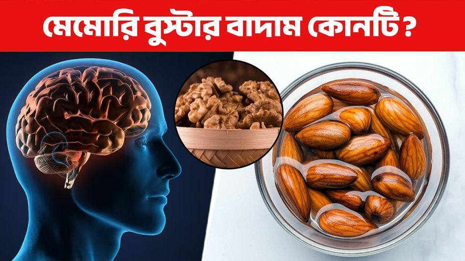 আমন্ড না আখরোট, কোন বাদামে স্মৃতিশক্ত উন্নত হবে? বিশেষজ্ঞের মত জেনে নিন আমন্ড না আখরোট, কোন বাদামে স্মৃতিশক্ত উন্নত হবে? বিশেষজ্ঞের মত জেনে নিন