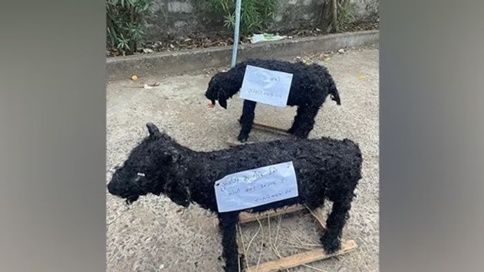 eco friendly goat