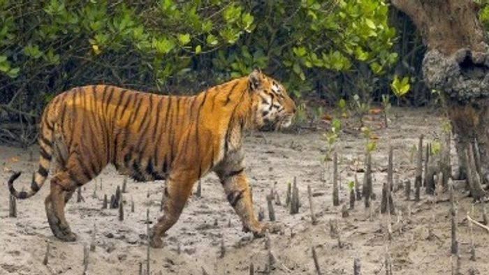 ফাইল চিত্র।