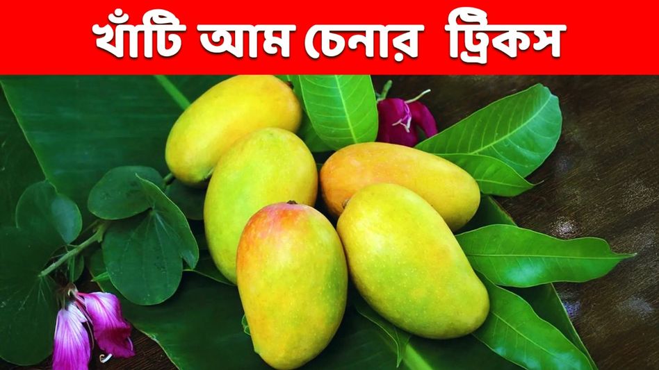 গাছপাকা নাকি কার্বাইড- ফরমালিন মেশানো? খাঁটি আম চেনার টিপস জানুন, আর ঠকবেন না গাছপাকা নাকি কার্বাইড- ফরমালিন মেশানো? খাঁটি আম চেনার টিপস জানুন, আর ঠকবেন না