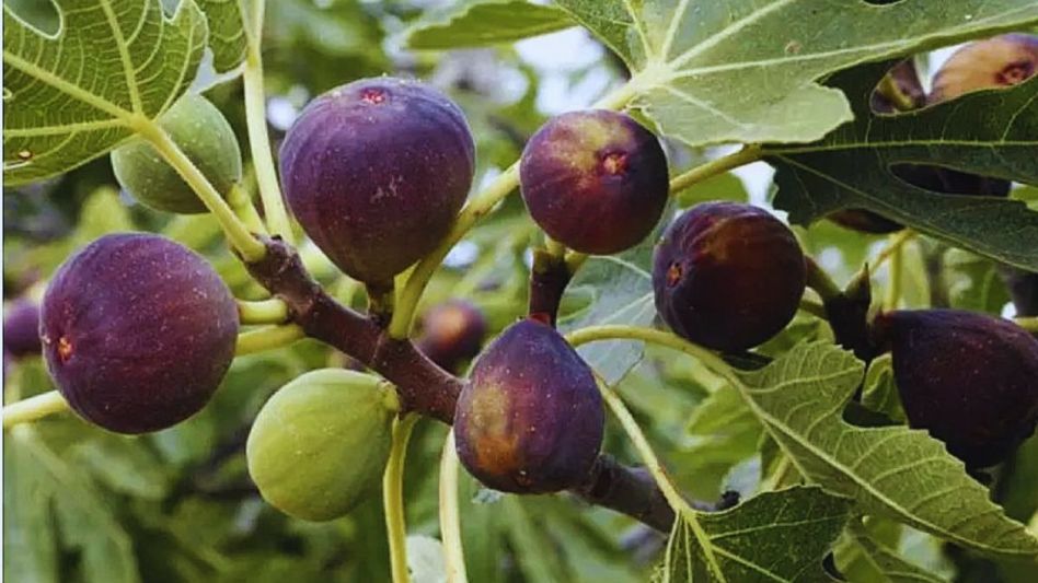 কেন পুরুষদের রোজ ডুমুর খাওয়া উচিত? ২ দুর্দান্ত কারণ জেনে নিন কেন পুরুষদের রোজ ডুমুর খাওয়া উচিত? ২ দুর্দান্ত কারণ জেনে নিন