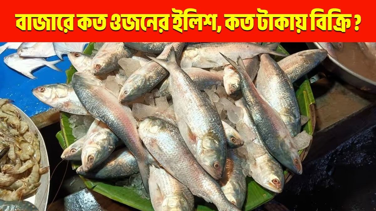 ইলিশ মাছ