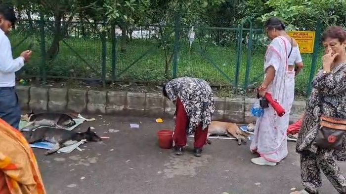 নিউটাউনে ১০ পথকুকুরকে বিষ খাইয়ে হত্যার চেষ্টার অভিযোগ, দায়ের FIR