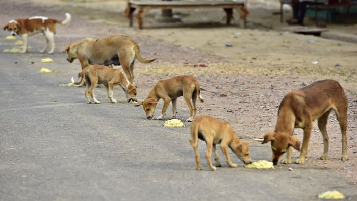 পথকুকুরদের জন্য মিড ডে মিল।-প্রতীকী ছবি
