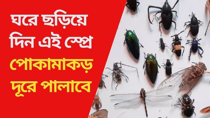 পোকামাকড় দূরে পালাবে