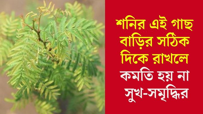 কোনদিকে রাখবেন শামি গাছ?