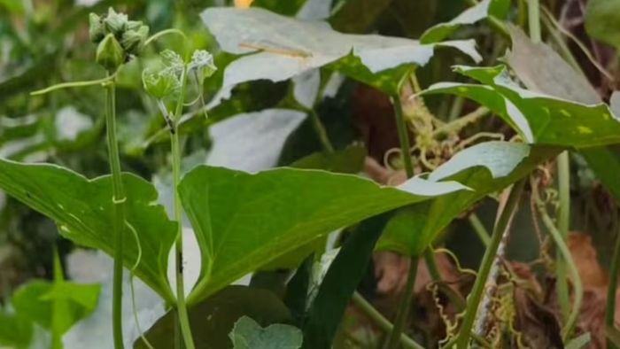 এই সবজি চাষ করলেই মাত্র ২ মাসে ৭০ হাজার টাকা লাভ, নামটা জেনে নিন