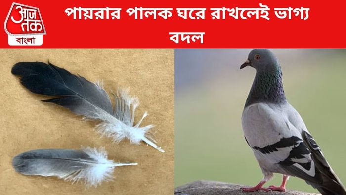 পায়রার পালক রাখলেই কপাল খুলবে।