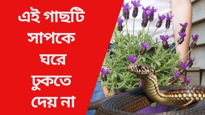 এই গাছটি সাপকে ঘরে ঢুকতে দেয় না