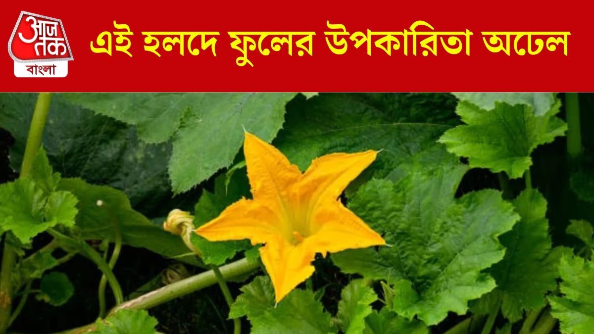 ভেজে খেতে দারুণ লাগে, পুষ্টিতে ভরা এই হলুদ ফুল একাধিক রোগের যম