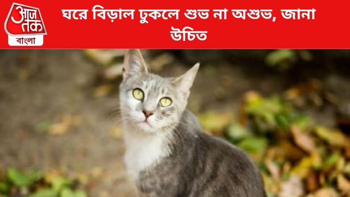 ঘরে বিড়াল ঢুকলে যা হয়, জানা দরকার।