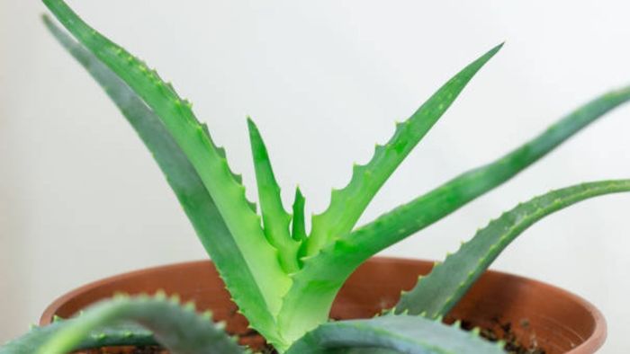 এদিক-সেদিক নয়, বাড়ির এদিকে অ্যালোভেরা গাছ রাখলেই টাকার বৃষ্টি