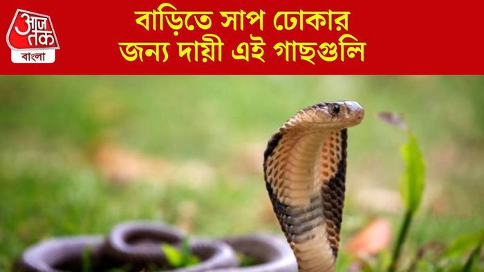 বাগানে বা আশপাশে এই গাছগুলি থাকলেই বাড়িতে সাপ ঢোকে