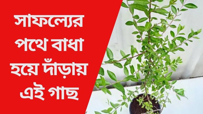 সাফল্যের পথে বাধা হয়ে দাঁড়ায় এই গাছ