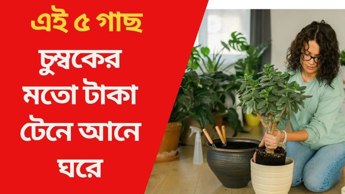 এই ৫ গাছ চুম্বকের মতো টাকা টেনে আনে ঘরে