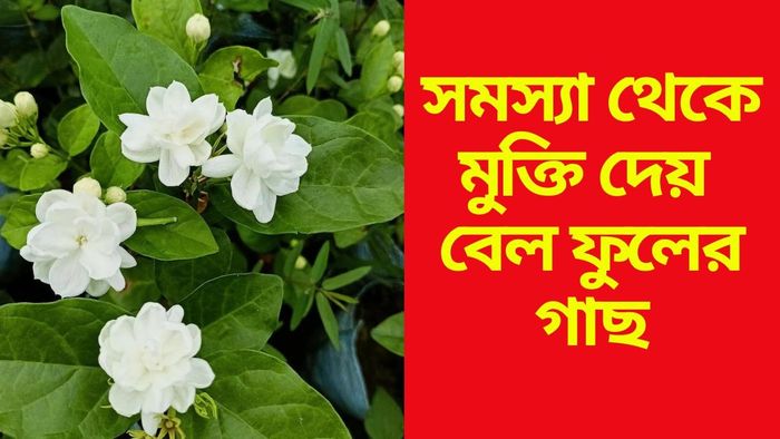 সমস্যা থেকে মুক্তি দেয় বেল ফুলের গাছ