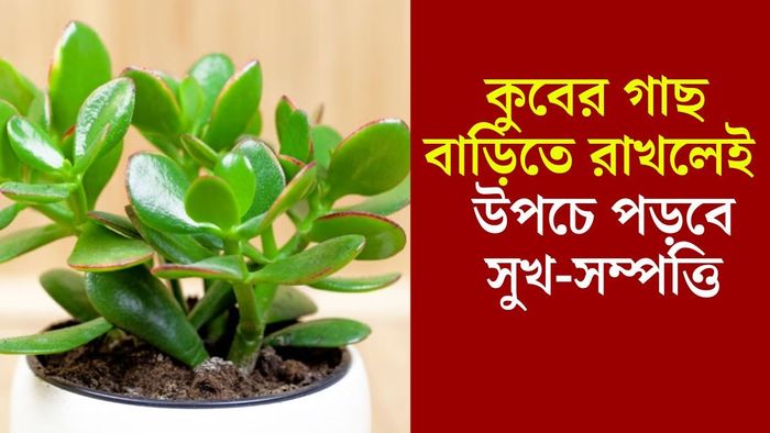 কুবের প্রিয় গাছ