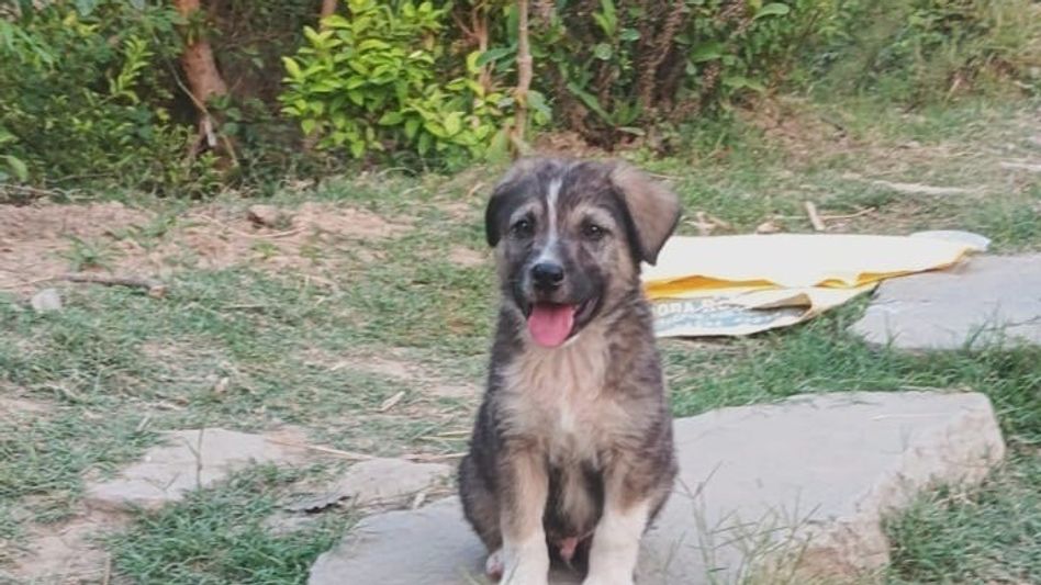 কুকুরছানার কী বুদ্ধি! ৫ মাসের রকির জন্য প্রাণে বাঁচলেন হিমাচলের ৬৩ গ্রামবাসী কুকুরছানার কী বুদ্ধি! ৫ মাসের রকির জন্য প্রাণে বাঁচলেন হিমাচলের ৬৩ গ্রামবাসী