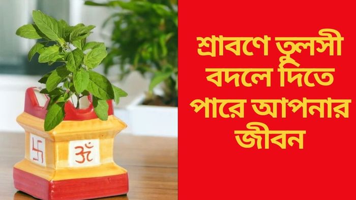 শ্রাবণে তুলসী বদলে দিতে পারে আপনার জীবন