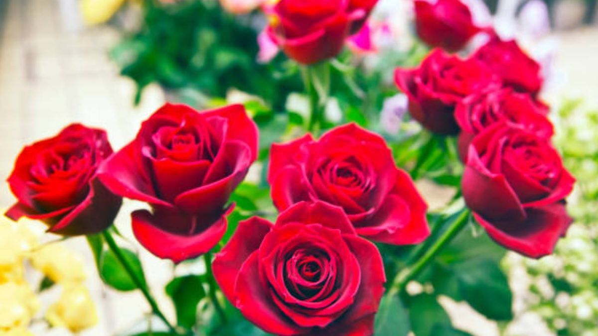 এই জিনিসটি গোড়ায় ঢাললেই গোলাপ গাছ ঝোপাল হবে, ফুলে ফুলে ভরে যাবে