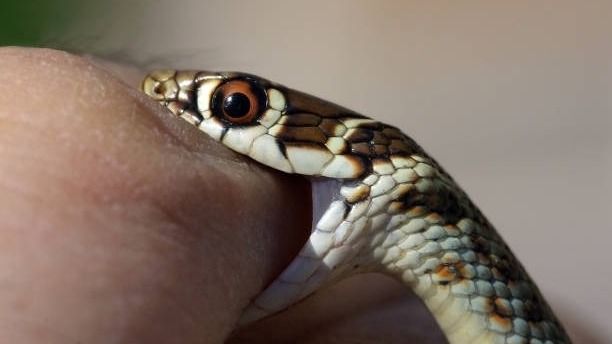 সাপ নিয়ে খেলতে গিয়ে বিষধরের কামড়ে রায়গঞ্জে মৃত্যু ৬ বছরের শিশুর। প্রতীকী ছবি