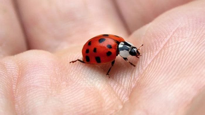 লর্ডসে গুবরে পোকার আক্রমণ, ভারত-ইংল্যান্ড ম্যাচ থমকাল