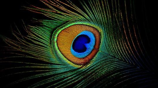 আসল ময়ুরের পালক জোগাড় করতে পারলে, অর্থের অভাব হবে না