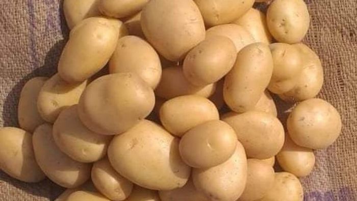 ৬ টাকা কেজি! বিরাট ক্ষতির মুখে বাংলার আলু চাষিরা