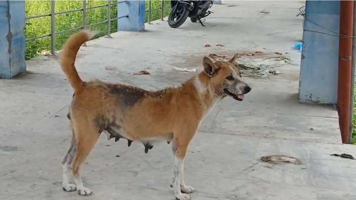 উত্তরবঙ্গ মেডিক্যালে কুকুর-আতঙ্ক।