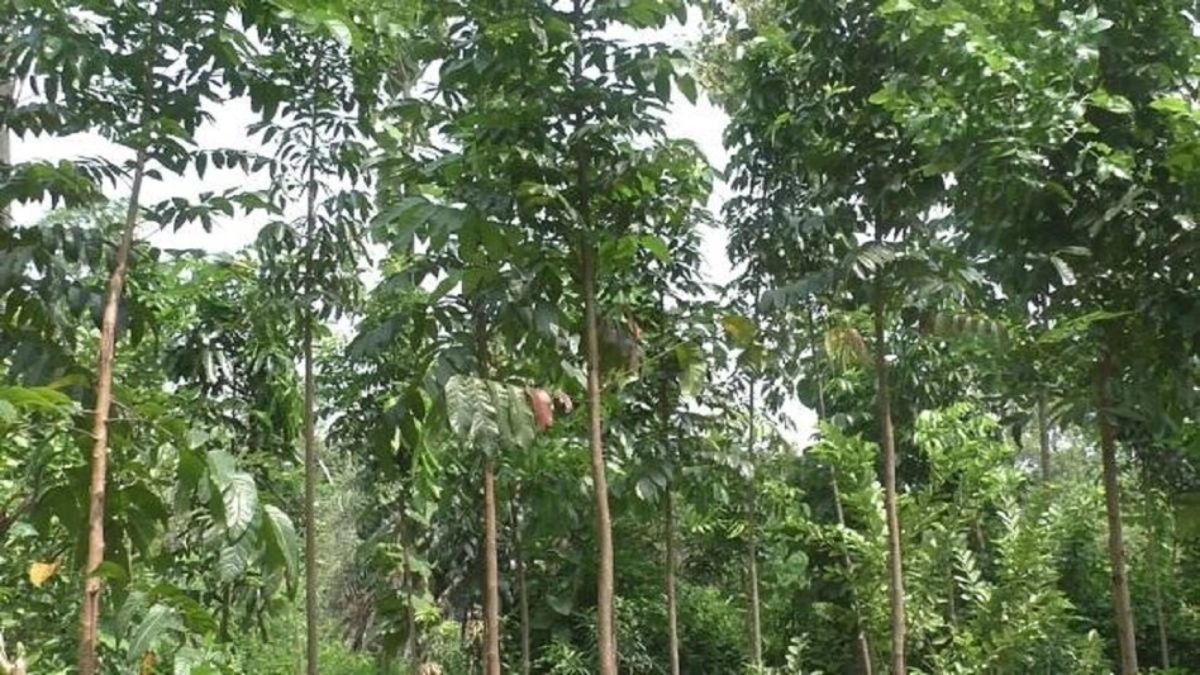 গাছ নয় বরং 'নোট ছাপার মেশিন', লাগালে ১২ বছরেই কোটিপতি হতে পারেন