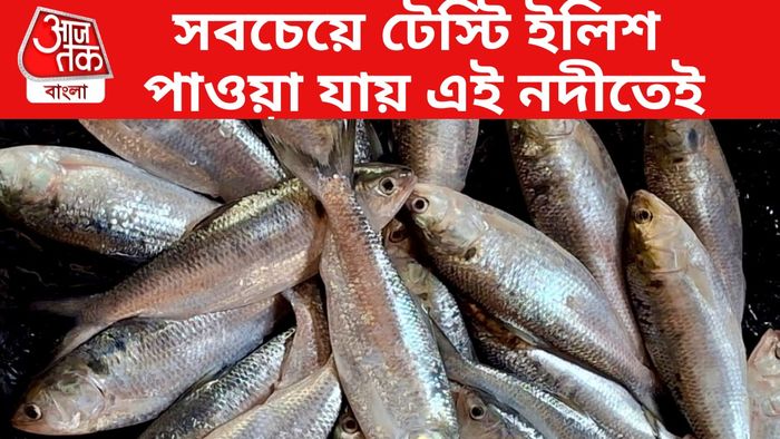 ইলিশ
