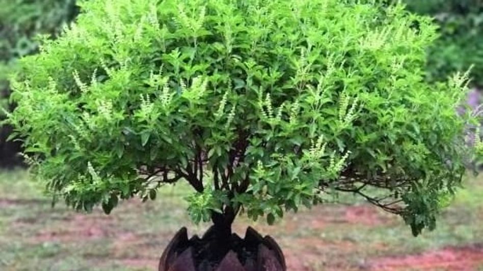 তুলসীর এই টোটকায় ভাগ্য নেবে ইউ-টার্ন, পকেট ফুলবে টাকার বান্ডিলে তুলসীর এই টোটকায় ভাগ্য নেবে ইউ-টার্ন, পকেট ফুলবে টাকার বান্ডিলে