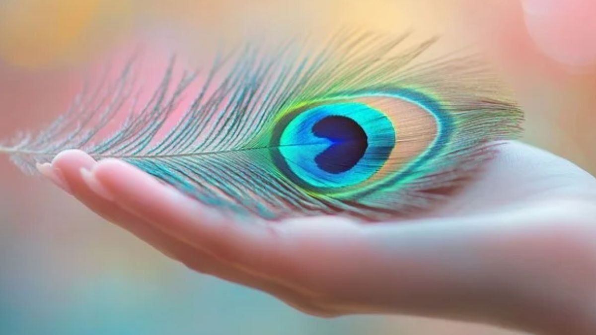 বাড়ির এই দেওয়ালে ঝুলিয়ে রাখুন ময়ূরের পালক, ব্যস! তাতেই টাকার বৃষ্টি হবে