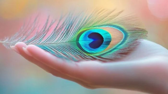 বাড়ির এই দেওয়ালে ঝুলিয়ে রাখুন ময়ূরের পালক, ব্যস! তাতেই টাকার বৃষ্টি হবে