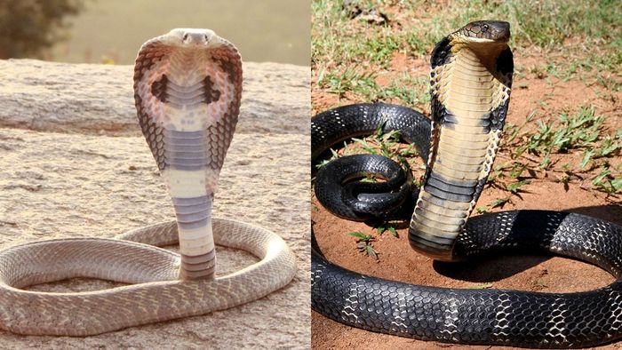 কোবরা আর কিং কোবরার মধ্যে পার্থক্য কী, কীভাবে চিনবেন-কোনটা বেশি খতরনাক?