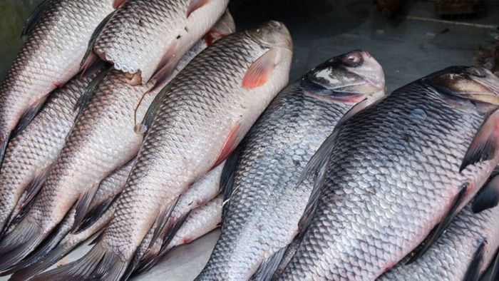 রুই ভাল না লাগলেও মাছের এই জিনিসটি হার্টকে দারুণ আগলে রাখে