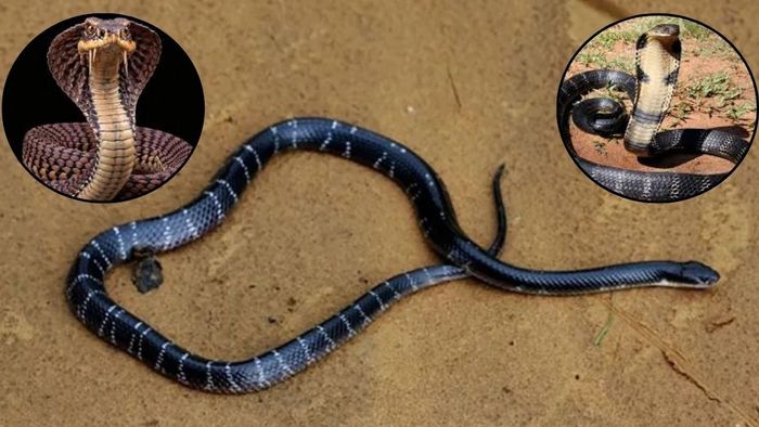 Get Rid of Snakes:সাপ তাড়ানোর আসল উপায় জানুন।