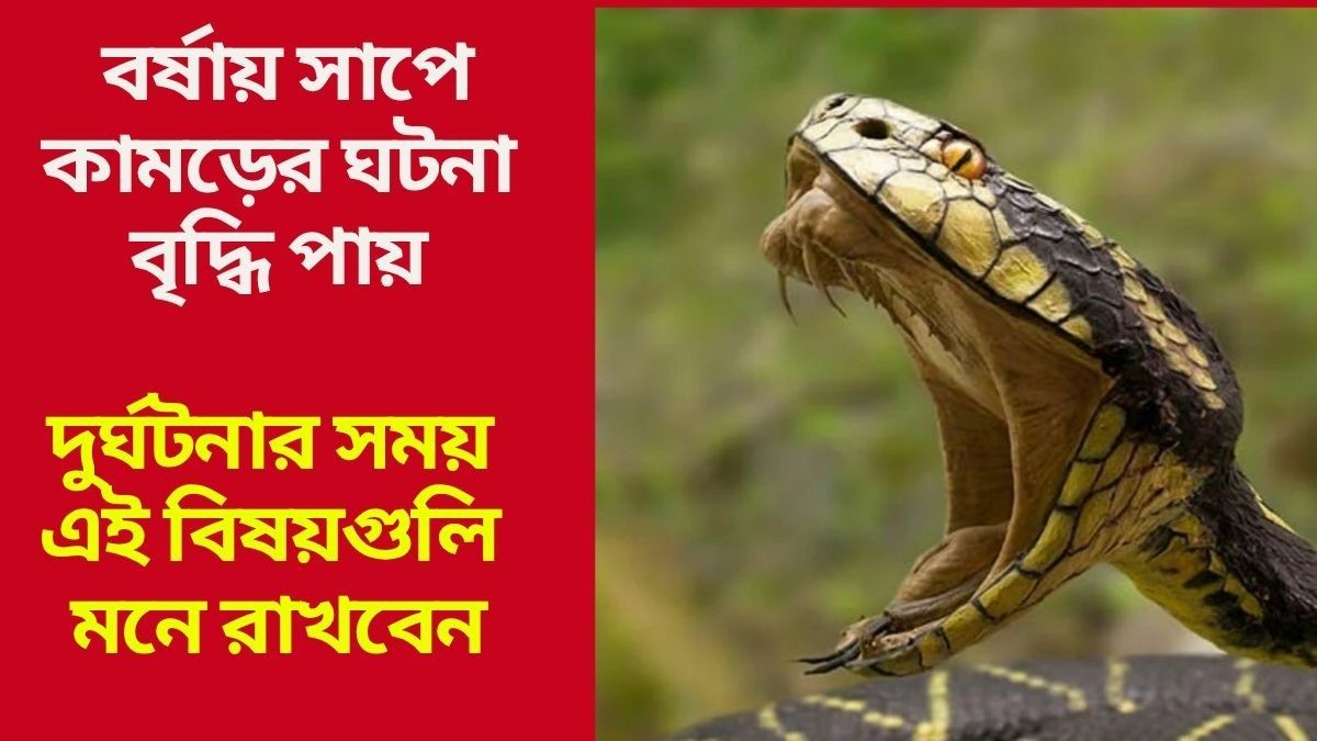  এই কারণেই বর্ষায় সাপ বেশি কামড়ায়, বিপদ হলে দ্রুত কী করবেন? 