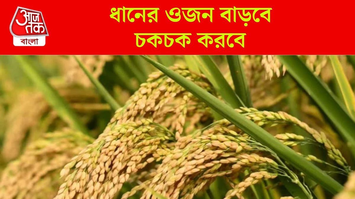 ৩০ টাকা কেজি, এই জিনিসটা জমিতে ছড়ালেই ধানের ফলন হবে বাম্পার