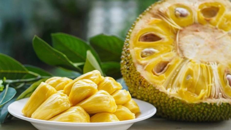 পাকা কাঁঠাল খাওয়া আর মদ খাওয়া একই? ৩ বাস চালক ধরা পড়তেই... পাকা কাঁঠাল খাওয়া আর মদ খাওয়া একই? ৩ বাস চালক ধরা পড়তেই...