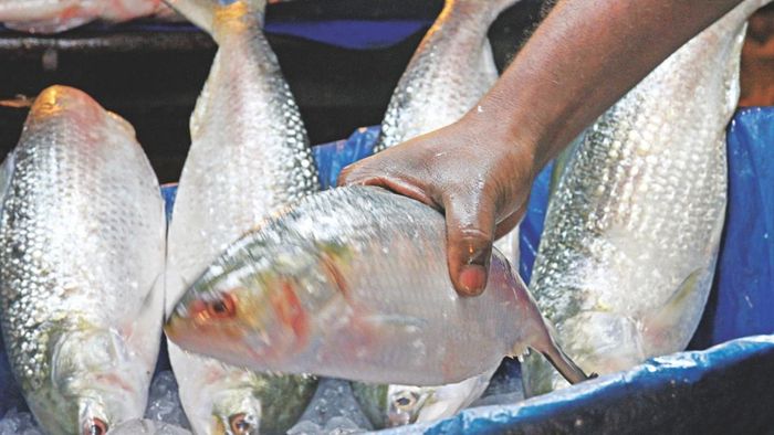 ইলিশ খেলে বাড়ে স্মৃতিশক্তি, তুখোড় হয় মস্তিষ্ক; আরও কী কী উপকার?