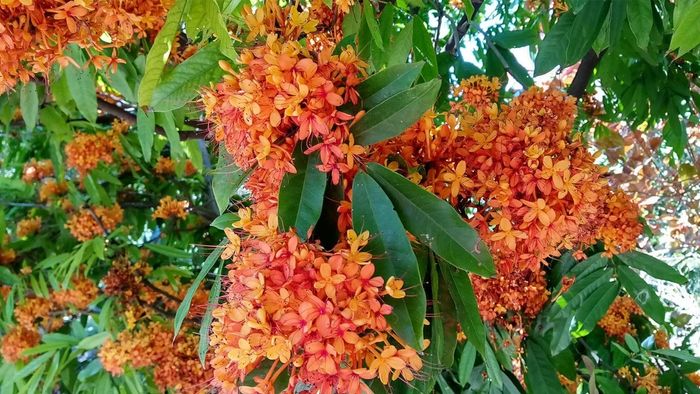 বাড়ির চৌহদ্দিতে এই গাছ থাকলে টাকার অভাব হয় না