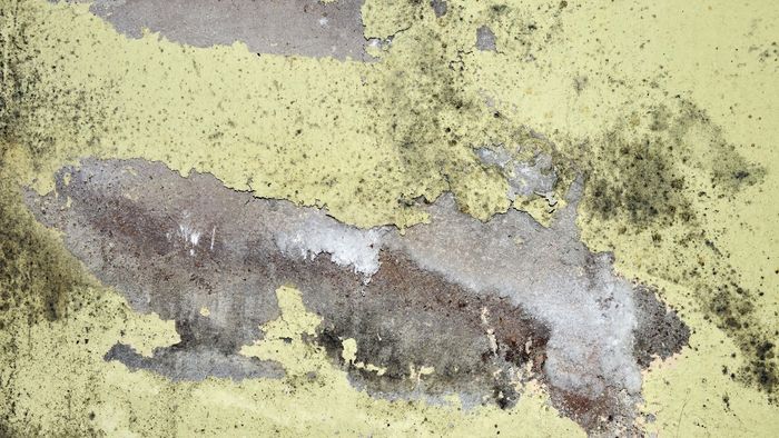 বর্ষায় ছাদ, দেওয়াল ড্যাম্প হওয়া থেকে আটকাবেন কীভাবে?