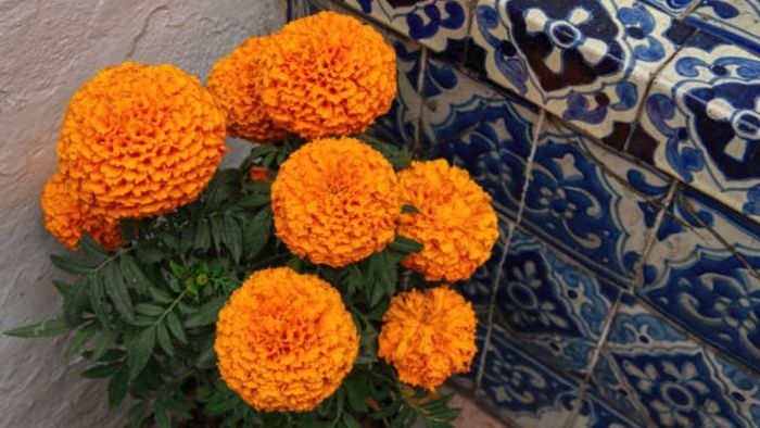 বাড়ির ঠিক এই দিকে রাখুন গাঁদা ফুলের গাছ, তারপরেই তো টাকার বৃষ্টি হবে