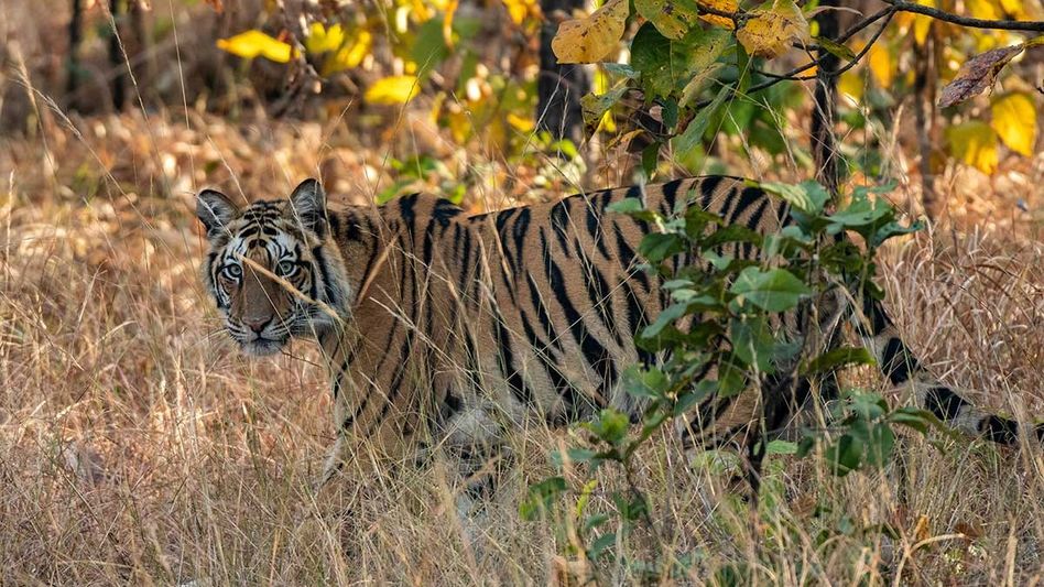 সুন্দরবনে ঠিক কোন কোন অঞ্চলে বাঘ দেখা যায়-কোন সময়ে সম্ভাবনা বেশি? সুন্দরবনে ঠিক কোন কোন অঞ্চলে বাঘ দেখা যায়-কোন সময়ে সম্ভাবনা বেশি?