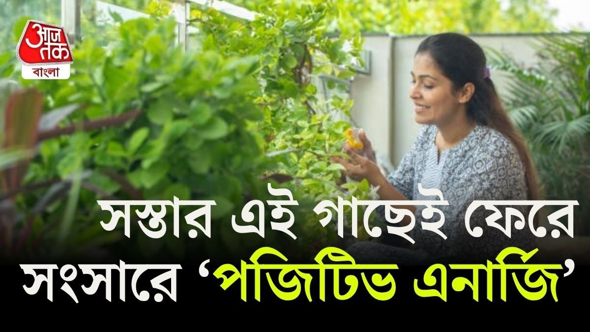 সস্তার এই গাছগুলি মোটেও হেলাফেলা করবেন না।