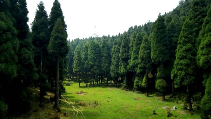 দার্জিলিং নয়, উত্তরবঙ্গের ট্রেন্ডিং এখন পাইন-ঝর্না ঘেরা এই পাহাড়ি এলাকা